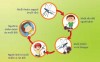 Phòng chống dịch sốt xuất huyết vào mùa mưa