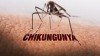 Bệnh truyền nhiễm Chikungunya