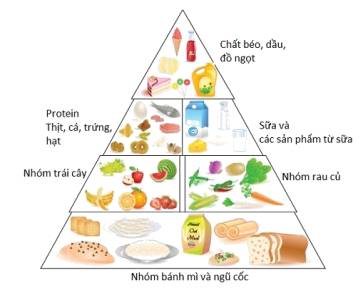 Tháp cân đối thành phần dinh dưỡng. Ảnh minh họa. Nguồn: Internet.