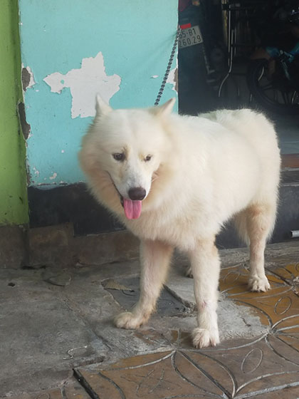TANG CUONG PHONG BENH DAI 3