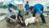 Một số hình ảnh ghi nhận đoàn viên thanh niên trồng cây tại đơn vị